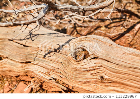 Weathered Log Textures in Arid Landscape Close-Up 113229967