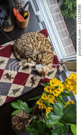 Bengal Cat on Checkered Blanket with Yellow Flowers and Office Backdrop Bengal Cat on Checkered Blanket with Yellow Flowers and Office Backdrop 113229986