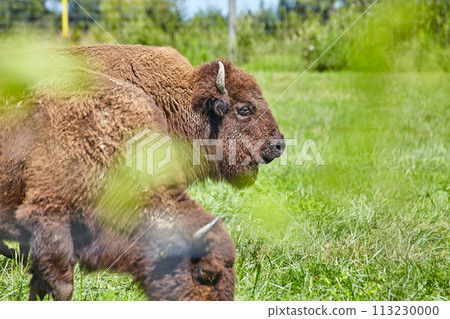 Serene Bison Profile in Pasture - Morning Dew Detail Serene Bison Profile in Pasture - Morning Dew Detail 113230000