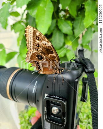 Butterfly on DSLR Camera in Botanical Garden Butterfly on DSLR Camera in Botanical Garden 113230005