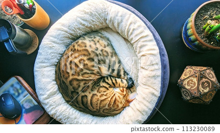 Bengal Cat in Plush Bed with Office Desk Items and Succulent 113230089