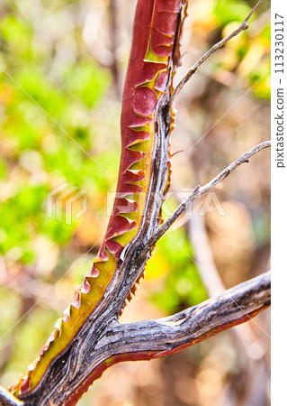 Vibrant Thorny Plant Stem Close-Up with Soft Natural Background Vibrant Thorny Plant Stem Close-Up with Soft Natural Background 113230117