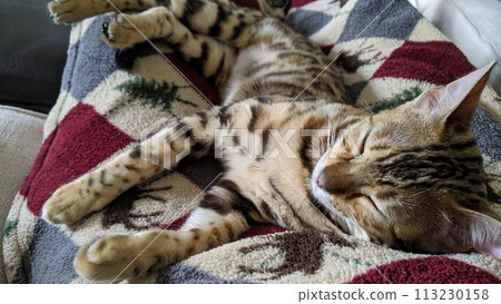 Bengal Cat Relaxing on Patterned Blanket in Sunlit Room 113230158