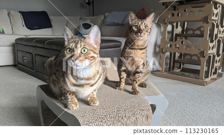 Bengal Cats in Cozy Living Room with Scratching Post 113230165