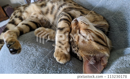 Bengal Cat Asleep on Grey Blanket, Soft Natural Light Bengal Cat Asleep on Grey Blanket, Soft Natural Light 113230178