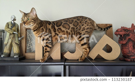 Curious Bengal Cat with Eclectic Decor on Cabinet 113230187