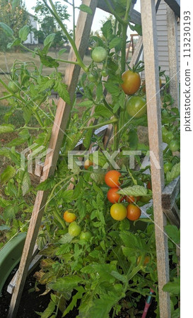 Thriving Tomato Plant with Trellis in Suburban Garden 113230193