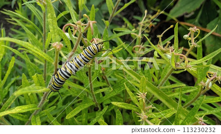 Monarch Caterpillar on Green Stem in Natural Habitat Monarch Caterpillar on Green Stem in Natural Habitat 113230232