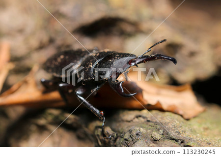 A male adult stag beetle spreads its jaws in a threatening manner (natural light + strobe, macro close-up) A male adult stag beetle spreads its jaws in a threatening manner (natural light + strobe, macro close-up) 113230245