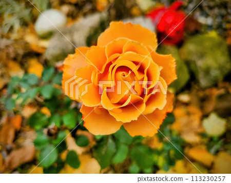 Orange Rose Close-up with Bokeh Garden Background 113230257