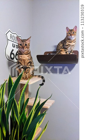 Bengal Cats on Multi-Level Cat Tree with Cozy Home Decor Bengal Cats on Multi-Level Cat Tree with Cozy Home Decor 113230319