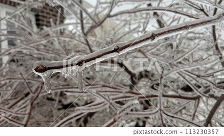 Icy Tree Branch with Hanging Icicles and Suburban Backdrop Icy Tree Branch with Hanging Icicles and Suburban Backdrop 113230357