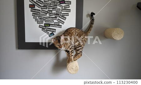 Bengal Cat Balancing on Cat Scratcher with Love-Themed Background 113230400
