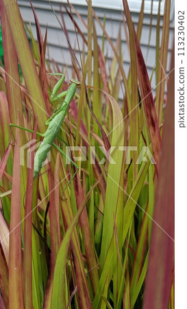 Praying Mantis Camouflage in Vibrant Grass, Shallow Depth of Field Praying Mantis Camouflage in Vibrant Grass, Shallow Depth of Field 113230402
