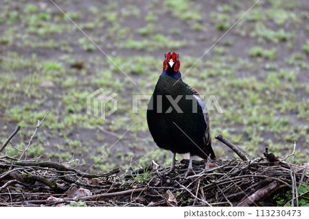 一大早花園突然出現一隻野雞 113230473