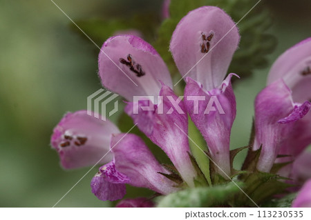 Close-up of purple violet flower (natural light/macro lens close-up photography) Close-up of purple violet flower (natural light/macro lens close-up photography) 113230535