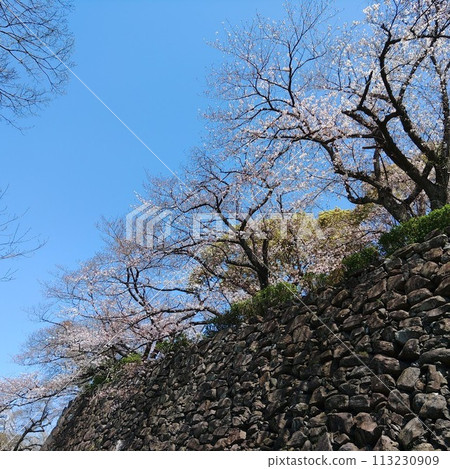 在石垣盛開的櫻花 在石垣盛開的櫻花 113230909