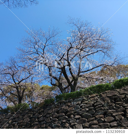 在石垣盛開的櫻花 113230910