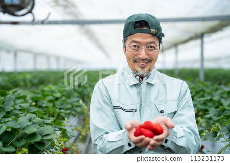 拿著溫室裡收穫的草莓的老人 113231173