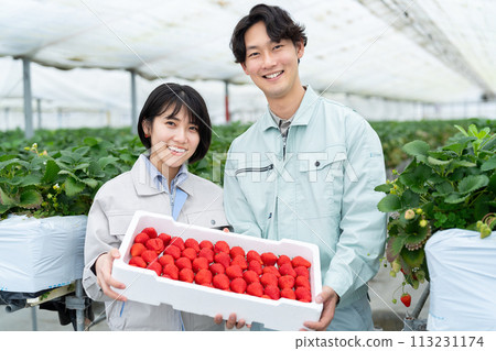 A farmer holding a lot of strawberries harvested in a greenhouse A farmer holding a lot of strawberries harvested in a greenhouse 113231174