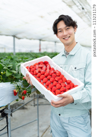 A farmer holding a lot of strawberries harvested in a greenhouse A farmer holding a lot of strawberries harvested in a greenhouse 113231179