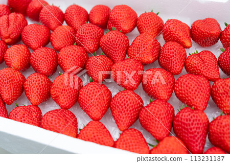Have a lot of harvested strawberries Have a lot of harvested strawberries 113231187