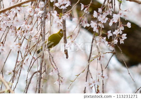 Cherry blossoms and white-eye in full bloom 113231271