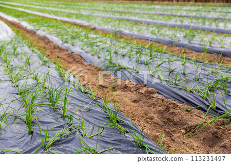 Plantation of growing green sprouts of garlic 113231497