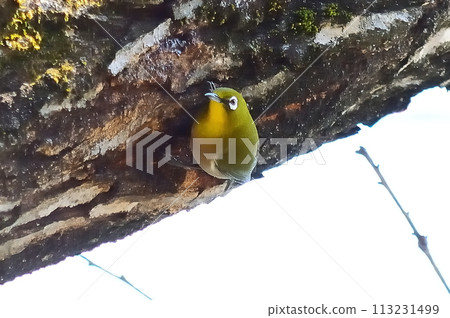 Stick to a tree 113231499