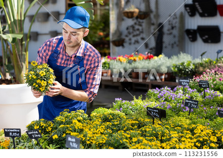 Young male seller holding wallflowers in pot 113231556