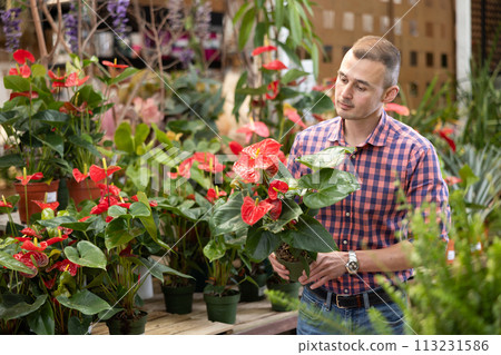 Young man chooses anthurium in flower shop 113231586