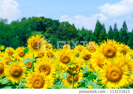 向日葵(津南向日葵廣場) 向日葵(津南向日葵廣場) 113231623