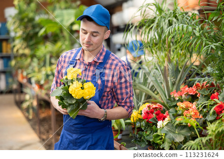 Portrait of male greenhouse worker holding a yellow begonia flower in hands 113231624
