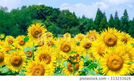 Sunflower (Tsunan Sunflower Square) Sunflower (Tsunan Sunflower Square) 113231626