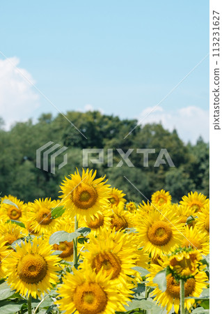 向日葵（津南向日葵廣場） 113231627