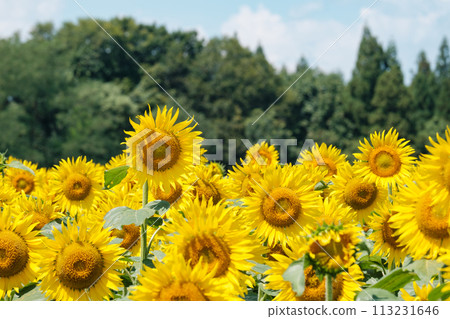 Sunflower (Tsunan Sunflower Square) 113231646