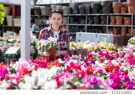 Woman in casual clothes shopping for pot of cyclamen at flower market 113231662