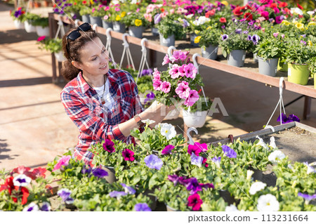 Adult woman choosing petunia in flower shop 113231664