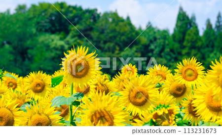 向日葵（津南向日葵廣場） 113231673