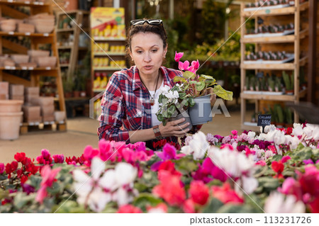 Woman in casual clothes shopping for pot of cyclamen at flower market Woman in casual clothes shopping for pot of cyclamen at flower market 113231726