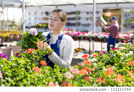 Young woman seller holding geranium in pot Young woman seller holding geranium in pot 113231744