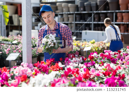 Young male seller holding cyclamen in pot Young male seller holding cyclamen in pot 113231745