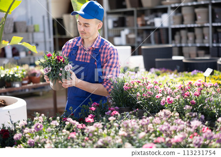 Greenhouse worker grows flowers clavell in pots. Carefully examines grown flowers clavell 113231754