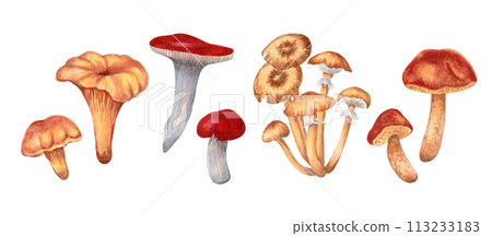 Set of large and small mushrooms. Chanterelles, russula, honey mushrooms, oilers. Hand-drawn isolated watercolor illustration. Autumn harvest natural culinary ingredient for menu, recipe, label 113233183