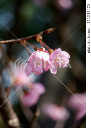 Sakura Kawazu Sakura Before the makeup blooms 113233470