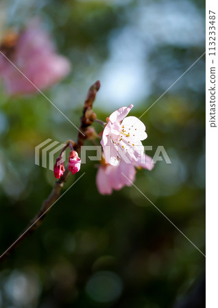 Sakura Kawazu Sakura Before the makeup blooms 113233487