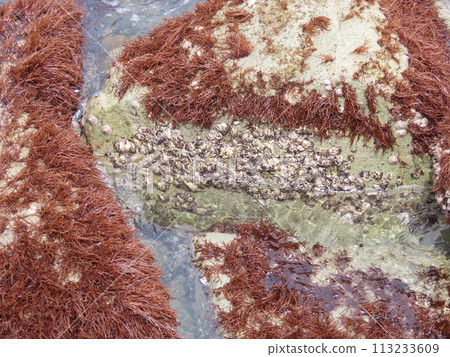 生長在海邊岩石海岸上的紅色 Fukurofunori 海藻 113233609