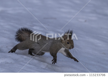 Hokkaido squirrel running around in the snow 113233706