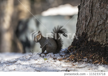 A Hokkaido squirrel resting on a tree trunk in the snow 113233718