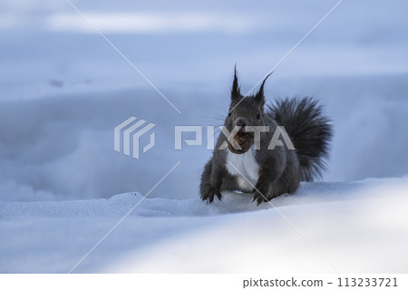 松鼠嘴裡叼著核桃在雪地裡跑來跑去 113233721